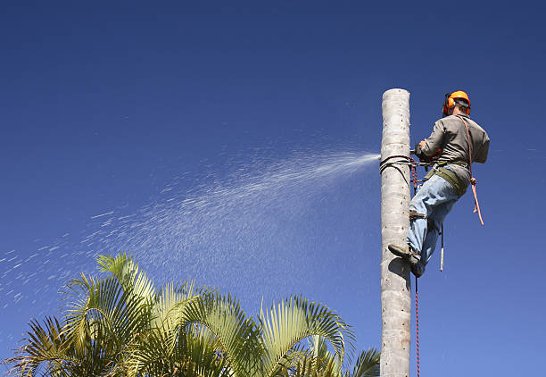 West Peoria, IL Tree Care Company