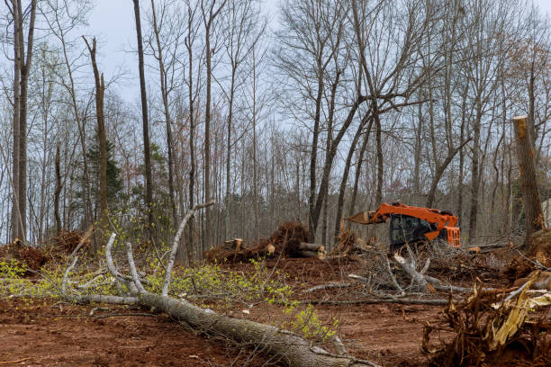 How Our Tree Care Process Works  in  West Peoria, IL