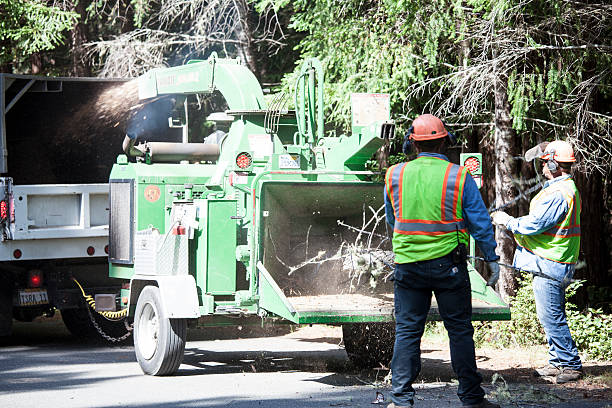 Best Root Management and Removal  in West Peoria, IL