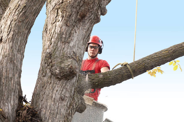 Best Firewood Processing and Delivery  in West Peoria, IL